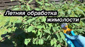 Летняя обработка жимолости после сбора урожая