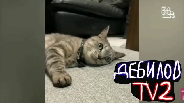 ДЕБИЛОВ ТВ 2 (17)