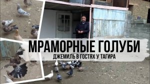 Бакинские мраморные голуби Тагира. Республика Дагестан с. Верхний Дженгутай. Bakı göyərçinlər