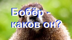 Бобёр   каков он