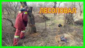 И снова пошел пилить деревья