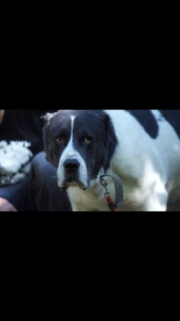Благородный медвежонок САО Бэлл 🍀🔎7⃣Ю 🏠❗Пост в описании 🎥 #dog #собака #любовь #алабай #сао смотреть онлайн