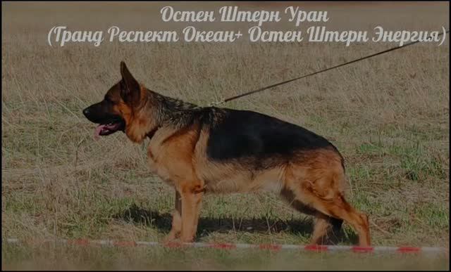 Osten Stern URAN, 2 года 4 месяца. (Гранд Респект ОКЕАН — Osten Stern ENERGIYA)