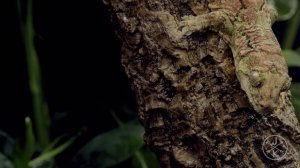 Рептилии и амфибии 8K HDR 60 кадров в секунду (UHD) Dolby Vision