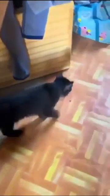 котики смотреть онлайн