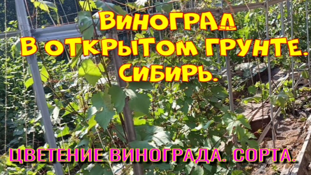 ЦВЕТЕНИЕ ВИНОГРАДА . СИБИРЬ