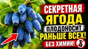 Забудьте о голубике! Секретная ягода, которая плодоносит раньше всех и растет без капли химии