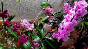 Тяжелый финал видео. Обзор цветущих орхидей на лоджии. Orchids blooming! Часть 2. 28.022022 г.