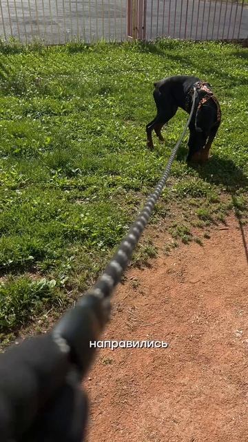 ЭТО БЫЛО У КАЖДОГО СОБАЧНИКА 🐾