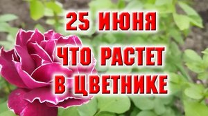 25 июня. Еще один цветник вздохнул без травы