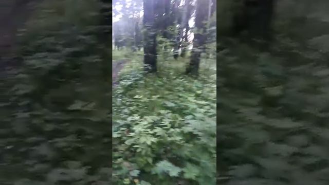 вечерний стрим смотреть онлайн