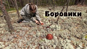 Грибов мало, но удалось набрать чистые! Итоги сложной грибной охоты.  Боровики в беломошнике.
