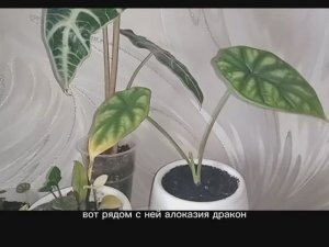 Как понять, что Алоказию Дракон не надо доставать из грунта  Замиокулькас.пеперомия абрикос.