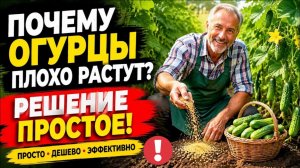 Подкормка огурцов в июне - 5 рецептов из того, что есть дома. Без химии, урожай в 2-3 раза больше!