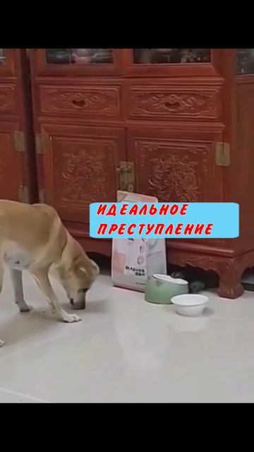 Юмор 5 звезд - #юмор #смешно #ржач #прикол #анекдот #веселоевидео
