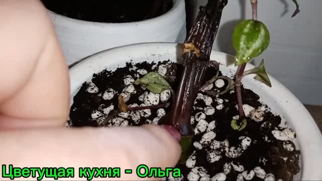 Зензи Укорененные рахисы.листики с результатом