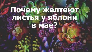Почему желтеют листья у яблони в мае?