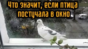 Что значит, если птица постучала в окно