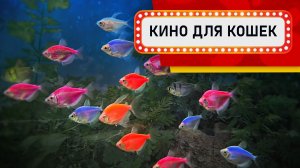 Видео для Кошек - Ловля рыбок тернеций (Развлеки своего кота)