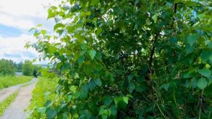 Дыхание июня в лесу :там где живет лето🌳🌲🌾🌱🌲🌳🌾😉