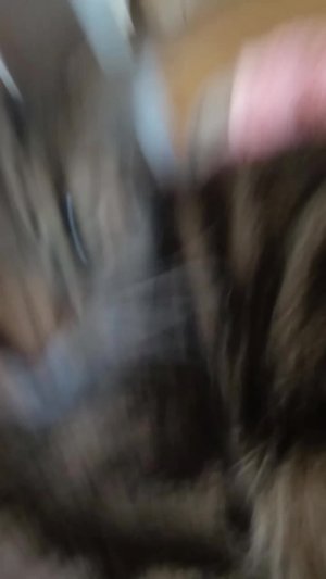 кот эксперт