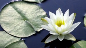 РАКИ.✨ Ваш ИЮЛЬ 2026 года. ✨✨✨ Прогноз на картах Таро.