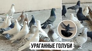 Голуби «УРАГАН» 🌪⭐️ ТУРЕЦКАЯ ТАКЛА ЛЬВА ГОРБУНОВА | ВИНТЫ, СТОЛБЫ | «Storm» Pigeons of Turkey