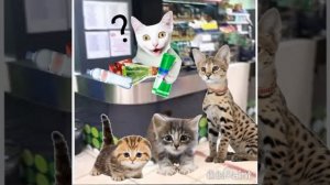 Случай в кошачьем магазине магазине