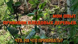 Мой опыт прививки плодовых плодовых деревьев.