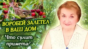 Что может произойти, если в дом или квартиру залетел воробей