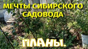 МЕЧТЫ СИБИРСКОГО САДОВОДА. МОИ ПЛАНЫ.