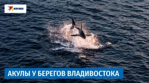 Нашествие акул во Владивостоке