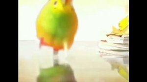 попугай Кеша (видео не моё )