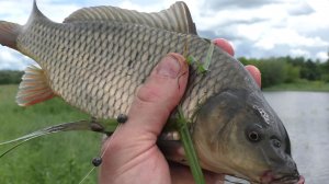 РЫБАЛКА НА УДОЧКУ 🎣 Ловим карпа с сыном в дРЫБАЛКА НА УДОЧКУ 🎣 Ловим карпа с сыном в дикой природе