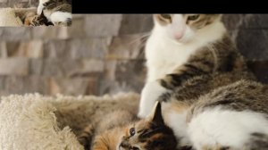 смешные котики