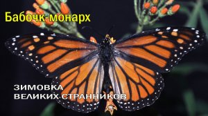 🌲ЗИМОВКА ВЕЛИКИХ СТРАННИКОВ ❄️ СЕКРЕТ БЕССМЕРТИЯ БАБОЧКИ 🦋
