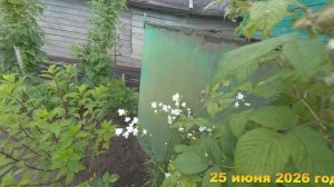 7 соток. Клубника зреет дождь не помеха для клубники.  Хроника 25 июня 2026 год.