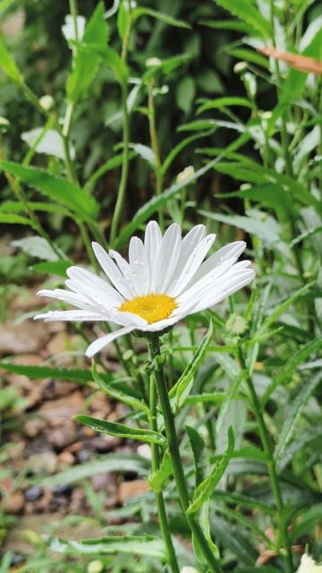 26.06.2026 #сегоднятак #природа #прырода #табиғ #自然 #natureza #natura #자연 #طبيعة #प्रकृति #nature смотреть онлайн