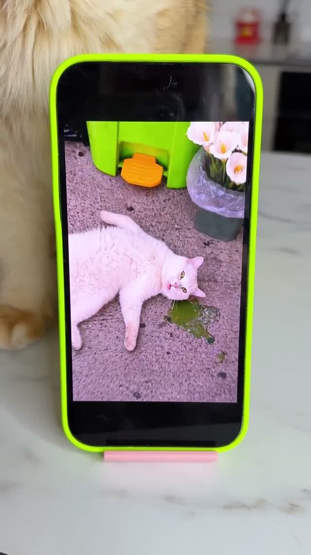 Лилии ядовиты для кошек — не приносите их в дом🌸🚫 #кошка #кошки