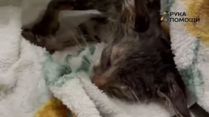 Вытащили котенка с того света