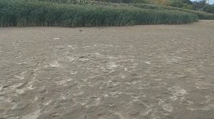 В Ростове на Дону катастрофически выдуло воду из Дона