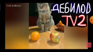 ДЕБИЛОВ ТВ 2 КОНЕЦ!