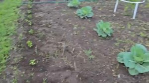 СЕЛЬЧАНКА В АМЕРИКЕ МОЙ ОГОРОД САЖАЮ ПЕРЕЦ В ИЮНЕ