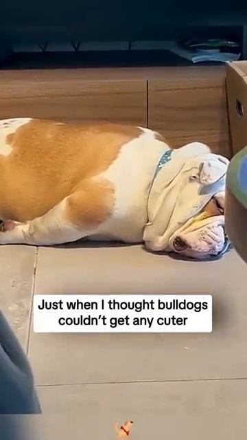 СОБАКА ХОЧЕТ СПАТЬ 😴 Смешные моменты сонного пса 🐕 Угар 2026 🔥