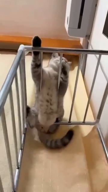 Жрать надо меньше смотреть онлайн