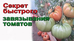 Секрет быстрого завязывания томатов