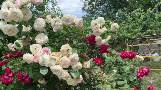 Наш участок в Крыму в июне Часть 2