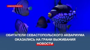Обитателям севастопольского Аквариума грозила гибель