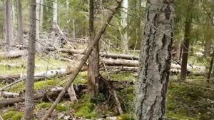 Грибы в лесных дебрях