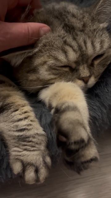 "КОШКИН ДВИЖ" ЗВУКИ ДЛЯ ХОРОШЕГО СНА ОТ МИЛЫ)
